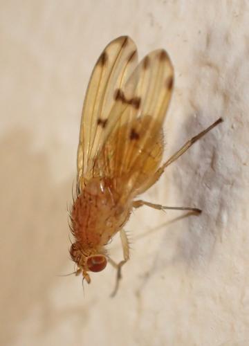 Réf. 264 872 : Meiosimyza decempunctata